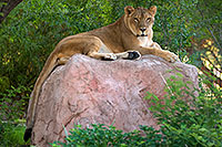 /images/133/2008-07-25-zoo-lioness-17955.jpg - #05614: Lioness at the Phoenix Zoo … July 2008 -- Phoenix Zoo, Phoenix, Arizona