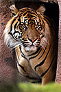 /images/133/2008-07-25-zoo-tiger-40d_8158v.jpg - #05620: Jai, Sumatran Tiger looking outside his den at the Phoenix Zoo … July 2008 -- Phoenix Zoo, Phoenix, Arizona