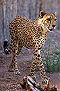 /images/133/2008-07-27-zoo-cheetah-1d3_0576v.jpg - #05636: Cheetah at the Phoenix Zoo … July 2008 -- Phoenix Zoo, Phoenix, Arizona