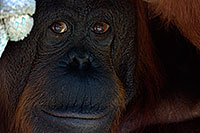 /images/133/2008-07-27-zoo-orangutan-40d_9111.jpg - #05648: Female Orangutan at the Phoenix Zoo … July 2008 -- Phoenix Zoo, Phoenix, Arizona