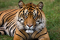 /images/133/2008-07-27-zoo-tiger-1d3_0233.jpg - #05654: Jai, Sumatran Tiger at the Phoenix Zoo … July 2008 -- Phoenix Zoo, Phoenix, Arizona