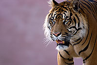 /images/133/2008-07-27-zoo-tiger-1d3_0295.jpg - #05656: Jai, Sumatran Tiger at the Phoenix Zoo … July 2008 -- Phoenix Zoo, Phoenix, Arizona