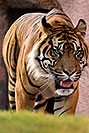 /images/133/2008-07-27-zoo-tiger-1d3_0339v.jpg - #05658: Jai, Sumatran Tiger at the Phoenix Zoo … July 2008 -- Phoenix Zoo, Phoenix, Arizona