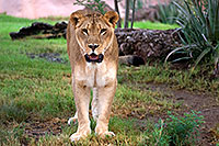 /images/133/2008-08-01-zoo-lioness-18501.jpg - #05672: Lioness at the Phoenix Zoo … August 2008 -- Phoenix Zoo, Phoenix, Arizona