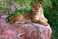 /images/133/2008-08-01-zoo-lioness-18525.jpg - #05673: Lioness at the Phoenix Zoo … August 2008 -- Phoenix Zoo, Phoenix, Arizona