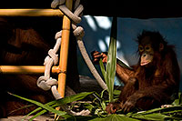 /images/133/2008-08-01-zoo-orangutan-19856.jpg - #05674: Baby Orangutan at the Phoenix Zoo … August 2008 -- Phoenix Zoo, Phoenix, Arizona