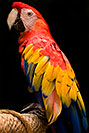 /images/133/2008-08-01-zoo-s-macaw-18899bv.jpg - #05676: Scarlet Macaw at the Phoenix Zoo … August 2008 -- Phoenix Zoo, Phoenix, Arizona