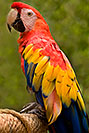 /images/133/2008-08-01-zoo-s-macaw-18899v.jpg - #05677: Scarlet Macaw at the Phoenix Zoo … August 2008 -- Phoenix Zoo, Phoenix, Arizona