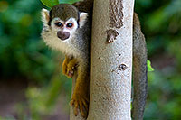/images/133/2008-08-01-zoo-sq-monkey-19739.jpg - #05678: Squirrel Monkey at the Phoenix Zoo … August 2008 -- Phoenix Zoo, Phoenix, Arizona