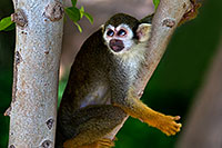 /images/133/2008-08-01-zoo-sq-monkey-19745.jpg - 05679: Squirrel Monkey at the Phoenix Zoo … August 2008 -- Phoenix Zoo, Phoenix, Arizona
