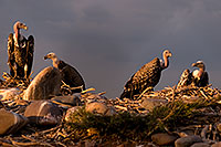 /images/133/2008-08-01-zoo-vultures-18384.jpg - Birds > Vultures
