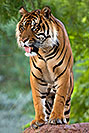 /images/133/2008-08-07-zoo-tiger-11326v.jpg - #05692: Jai, Sumatran Tiger at the Phoenix Zoo … August 2008 -- Phoenix Zoo, Phoenix, Arizona