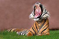 /images/133/2008-08-07-zoo-tiger-11416.jpg - #05694: Jai, Sumatran Tiger at the Phoenix Zoo … August 2008 -- Phoenix Zoo, Phoenix, Arizona