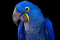 /images/133/2008-08-08-zoo-b-macaw-40d_12738b.jpg - #05698: Hyacinth Macaw at the Phoenix Zoo … August 2008 -- Phoenix Zoo, Phoenix, Arizona