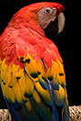 /images/133/2008-08-08-zoo-s-macaw-18902v.jpg - #05705: Scarlet Macaw at the Phoenix Zoo … August 2008 -- Phoenix Zoo, Phoenix, Arizona