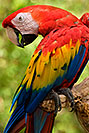 /images/133/2008-08-08-zoo-s-macaw-20776v.jpg - #05706: Scarlet Macaw at the Phoenix Zoo … August 2008 -- Phoenix Zoo, Phoenix, Arizona