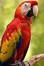 /images/133/2008-08-08-zoo-s-macaw-40d_13113v.jpg - #05708: Scarlet Macaw at the Phoenix Zoo … August 2008 -- Phoenix Zoo, Phoenix, Arizona