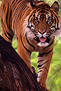 /images/133/2008-08-08-zoo-tiger-40d_12209v.jpg - #05710: Jai, Sumatran Tiger at the Phoenix Zoo … August 2008 -- Phoenix Zoo, Phoenix, Arizona