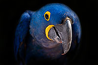/images/133/2008-08-09-zoo-b-macaw-21317.jpg - #05714: Hyacinth Macaw at the Phoenix Zoo … August 2008 -- Phoenix Zoo, Phoenix, Arizona