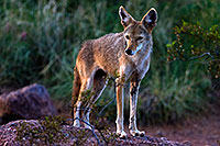 /images/133/2008-08-10-zoo-coyote-40d_13622.jpg - #05747: Coyote at the Phoenix Zoo … August 2008 -- Phoenix Zoo, Phoenix, Arizona