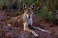 /images/133/2008-08-10-zoo-coyote-40d_13685.jpg - #05749: Coyote at the Phoenix Zoo … August 2008 -- Phoenix Zoo, Phoenix, Arizona