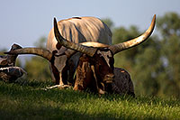 /images/133/2008-08-10-zoo-longhorn-40d_13946.jpg - #05755: Watusi Cattle at Phoenix Zoo … August 2008 -- Phoenix Zoo, Phoenix, Arizona