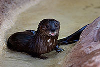 /images/133/2008-08-10-zoo-otter-40d_14037.jpg - #05762: Otter at Phoenix Zoo … August 2008 -- Phoenix Zoo, Phoenix, Arizona