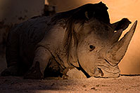 /images/133/2008-08-10-zoo-rhino-40d_13877.jpg - #05764: Rhino at Phoenix Zoo … August 2008 -- Phoenix Zoo, Phoenix, Arizona