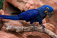 /images/133/2008-08-12-zoo-b-macaw-40d_15441.jpg - #05771: Hyacinth Macaw at the Phoenix Zoo … August 2008 -- Phoenix Zoo, Phoenix, Arizona