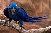 /images/133/2008-08-12-zoo-b-macaw-40d_15445.jpg - #05772: Hyacinth Macaw at the Phoenix Zoo … August 2008 -- Phoenix Zoo, Phoenix, Arizona
