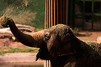 /images/133/2008-08-12-zoo-elephant-40d_15552.jpg - #05777: Elephant at the Phoenix Zoo … August 2008 -- Phoenix Zoo, Phoenix, Arizona
