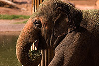 /images/133/2008-08-12-zoo-elephant-40d_15553.jpg - #05778: Elephant at the Phoenix Zoo … August 2008 -- Phoenix Zoo, Phoenix, Arizona