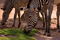 /images/133/2008-08-12-zoo-zebra-40d_15400.jpg - Animals > Zebras