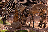 /images/133/2008-08-12-zoo-zebra-40d_15424.jpg - #05785: Zebras at the Phoenix Zoo … August 2008 -- Phoenix Zoo, Phoenix, Arizona