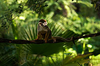 /images/133/2008-08-22-zoo-s-monkey-22126.jpg - #05789: Squirrel Monkey at the Phoenix Zoo … August 2008 -- Phoenix Zoo, Phoenix, Arizona