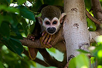 /images/133/2008-08-22-zoo-s-monkey-22195.jpg - #05790: Squirrel Monkey at the Phoenix Zoo … August 2008 -- Phoenix Zoo, Phoenix, Arizona