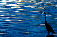 /images/133/2008-11-12-tempe-heron-46101.jpg - #06025: Great Blue Heron at sunset at Tempe Town Lake … November 2008 -- Tempe Town Lake, Tempe, Arizona