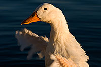/images/133/2008-11-18-tempe-ducks-49254.jpg - #06106: Ducks at Tempe Town Lake … November 2008 -- Tempe Town Lake, Tempe, Arizona