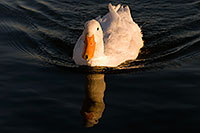 /images/133/2008-11-20-tempe-ducks-50585.jpg - #06120: Ducks at Tempe Town Lake … November 2008 -- Tempe Town Lake, Tempe, Arizona