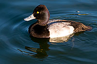 /images/133/2008-11-21-fountain-ducks-51158.jpg - #06137: Lesser Scaup (a Diving Duck) [male] at Fountain Hills lake … November 2008 -- Fountain Hills, Arizona
