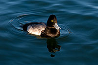 /images/133/2008-11-21-fountain-ducks-51165.jpg - 06143: Lesser Scaup (a Diving Duck) [male] at Fountain Hills lake … November 2008 -- Fountain Hills, Arizona