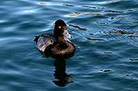 /images/133/2008-11-21-fountain-ducks-51198.jpg - #06145: Lesser Scaup (a Diving Duck) [male] at Fountain Hills lake … November 2008 -- Fountain Hills, Arizona