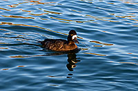 /images/133/2008-11-21-fountain-ducks-51209.jpg - #06141: Lesser Scaup (a Diving Duck) [female] at Fountain Hills lake … November 2008 -- Fountain Hills, Arizona