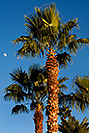 /images/133/2008-12-09-tempe-kiwanis-palms-60930v.jpg - #06383: Palm Trees at Kiwanis Park … December 2008 -- Kiwanis Park, Tempe, Arizona