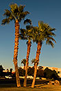 /images/133/2008-12-09-tempe-kiwanis-palms-60984v.jpg - #06393: Palm Trees at Kiwanis Park … December 2008 -- Kiwanis Park, Tempe, Arizona