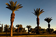 /images/133/2008-12-09-tempe-kiwanis-palms-61044.jpg - #06397: Queen Palm Trees at Kiwanis Park … December 2008 -- Kiwanis Park, Tempe, Arizona