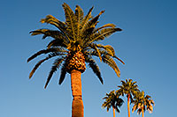 /images/133/2008-12-21-mesa-pioneer-palms-65511.jpg - #06514: Palm Trees at Pioneer Park at Main St in Mesa … December 2008 -- Pioneer Park, Mesa, Arizona