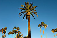 /images/133/2008-12-21-mesa-pioneer-palms-65523.jpg - #06516: Palm Trees at Pioneer Park at Main St in Mesa … December 2008 -- Pioneer Park, Mesa, Arizona