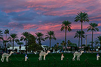 /images/133/2008-12-26-mesa-temple-caravan-67808.jpg - #06608: Camel Caravan at Mesa Arizona Temple … December 2008 -- Mesa Arizona Temple, Mesa, Arizona