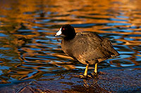 /images/133/2009-01-14-gilbert-freestone-75994.jpg - #06896: American Coots at Freestone Park … January 2009 -- Freestone Park, Gilbert, Arizona